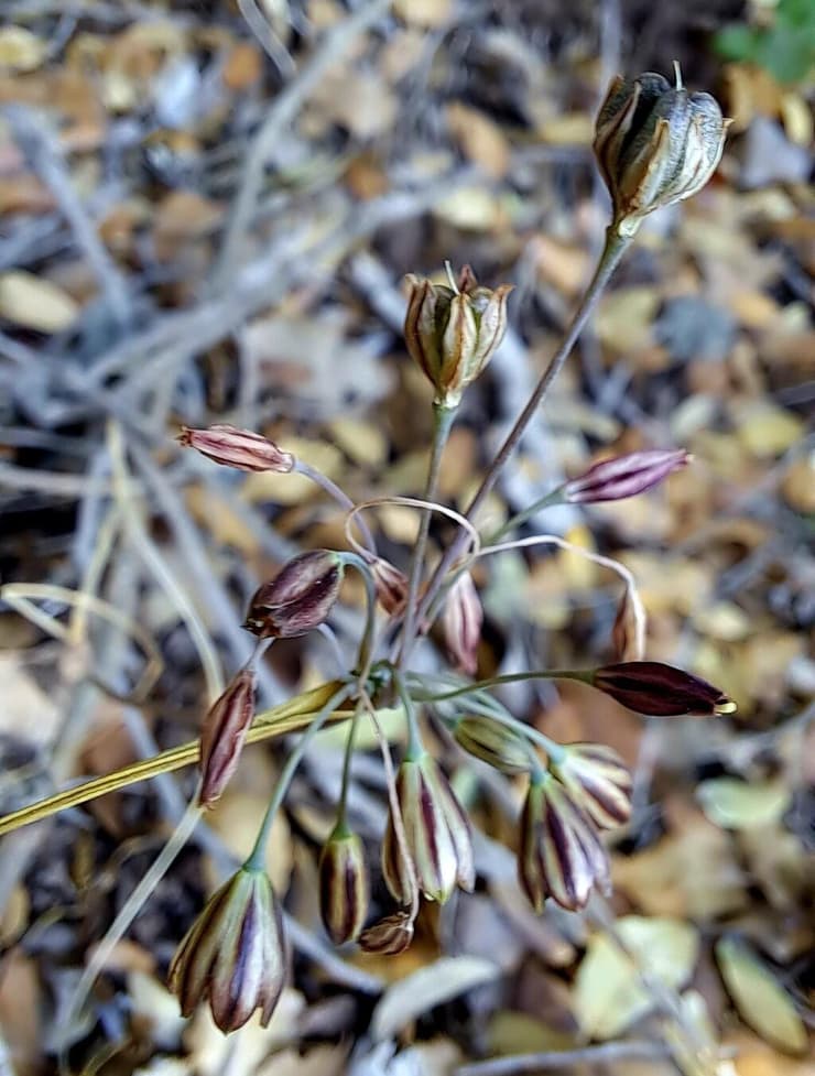 שום סתווי בשמורת הטבע הר מירון (צילום: טליה אורון) שום סתווי בשמורת הטבע הר מירון