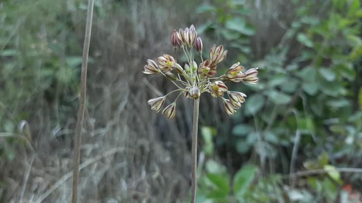 שום סתווי בשמורת הטבע והגן הלאומי הר הכרמל (צילום: יובל ספיר) שום סתווי בשמורת הטבע והגן הלאומי הר הכרמל
