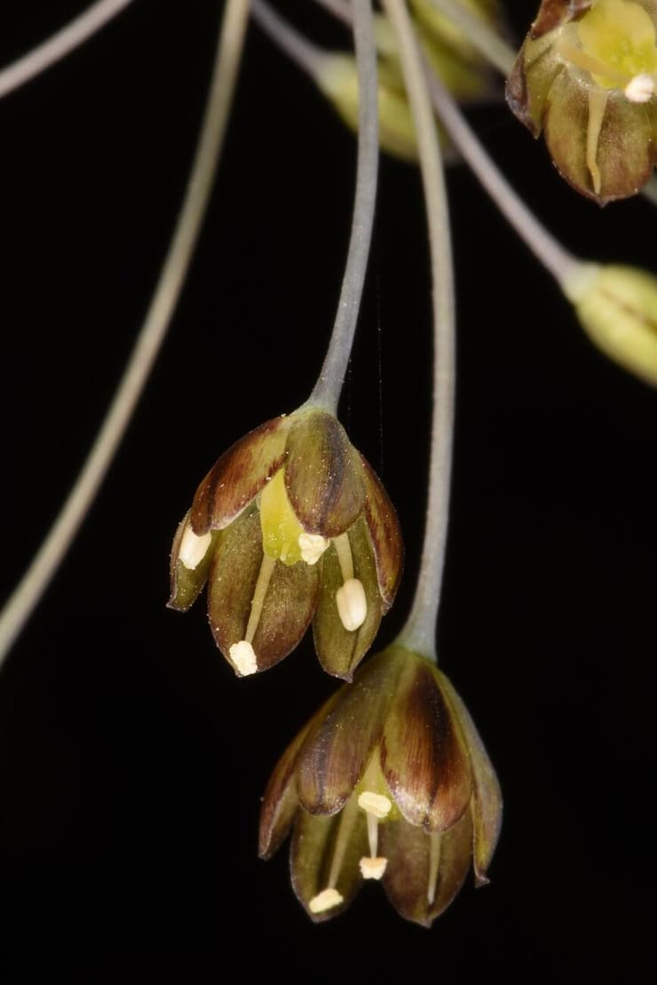 שום סתווי (צילום: אורי פרגמן-ספיר, אתר צמחיית ישראל) שום סתווי