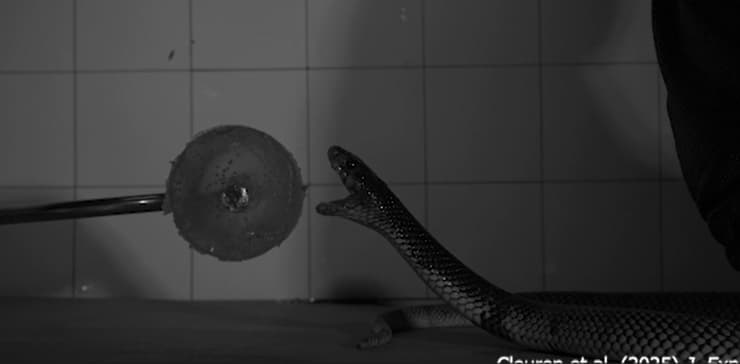 בדרך להכשה (צילום: מתוך המחקר) בדרך להכשה