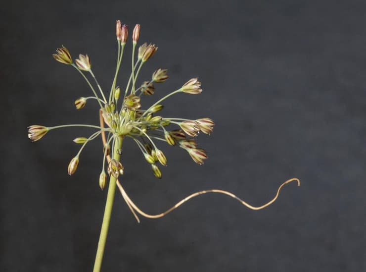 שום סתווי (צילום: אורי פרגמן-ספיר, אתר צמחיית ישראל) שום סתווי