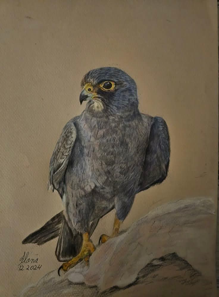 ציור של הבז השחור