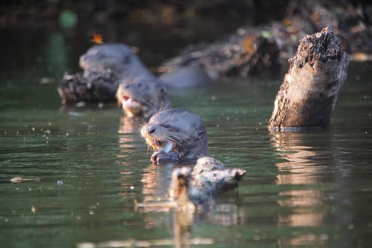 הלוטרות הסתגלו למקומות שהאדם עזב אותם