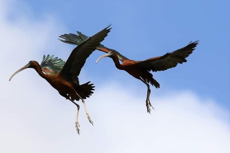 מגלן חום בריקוד חיזור, בגן יבנה