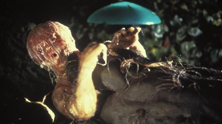 מתוך "פלישת חוטפי הגופות"