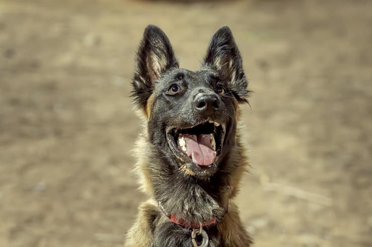 גין (צילום: רבקה מזרחי) גין