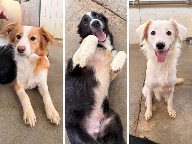 תלמה, לואיז ועוז (צילום: עמותת כלבלאב) תלמה, לואיז ועוז