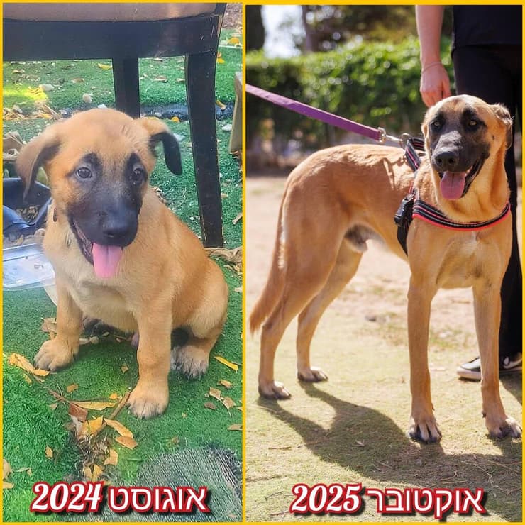 נטע (צילום: עמותת חבר למען הכלבים) נטע