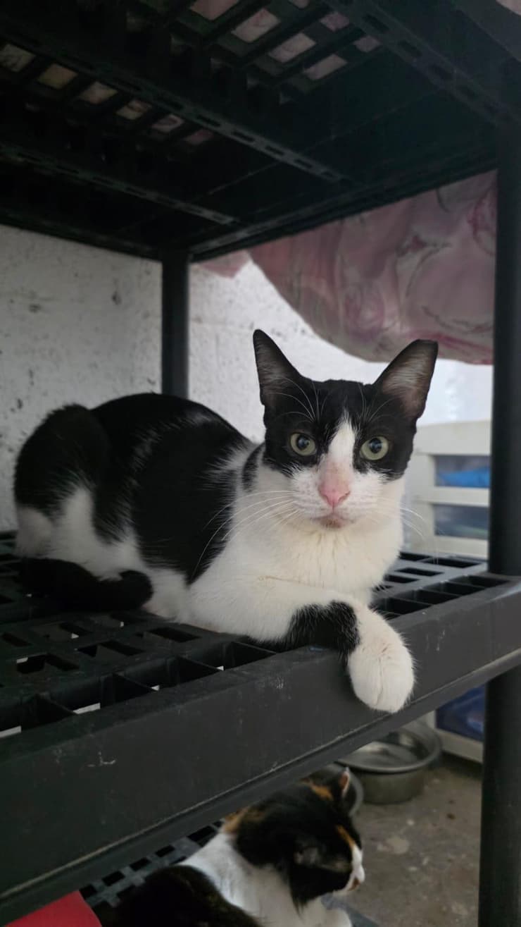 ליזי (צילום: עמותת כפר החתולים) ליזי