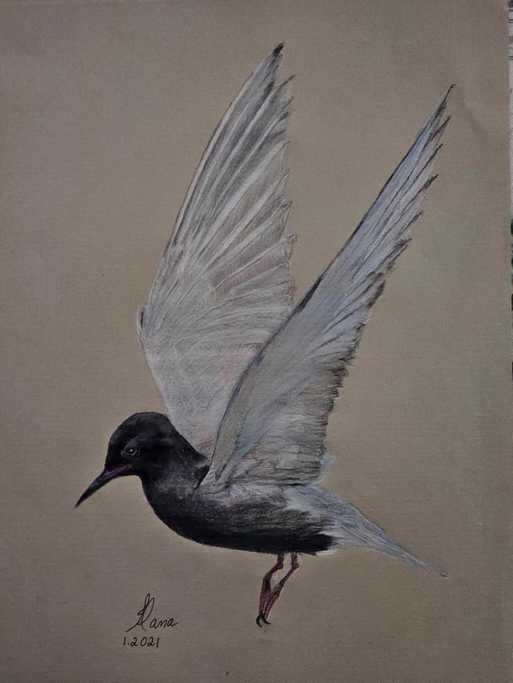 ציור של מרומית שחורה