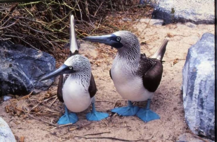 זוג סולות כחולות רגליים באי אספניולה