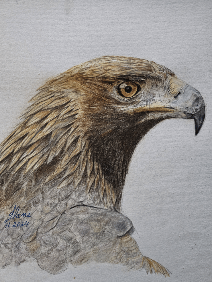 ציור של עיט זהוב