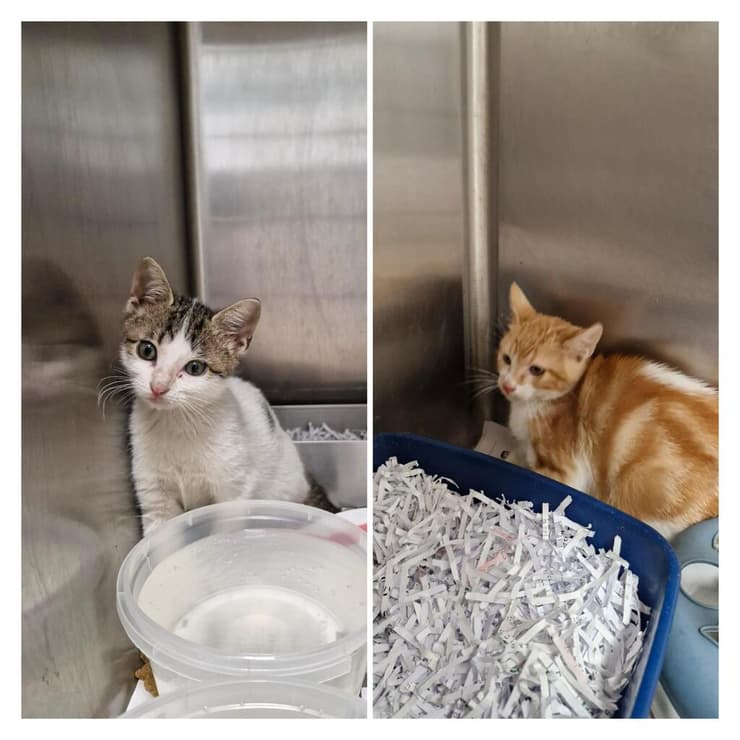 ביסלי ונמש (צילום: עמותת כפר החתולים) ביסלי ונמש