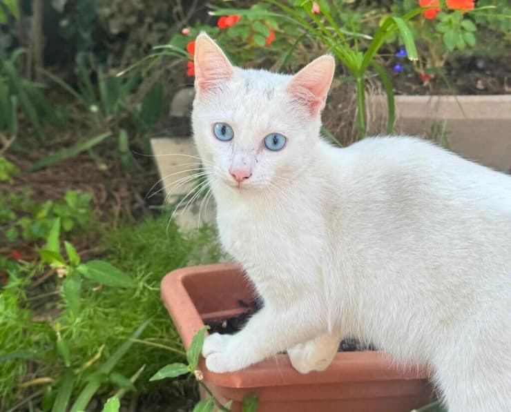 הופ (צילום: עמותת S.O.S חיות) הופ