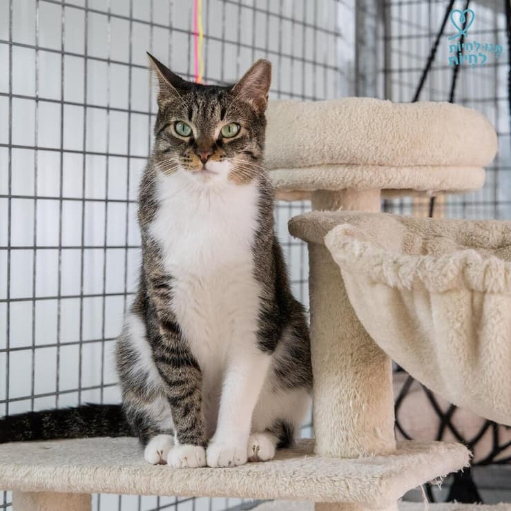 ניסן (צילום: תנו לחיות לחיות) ניסן