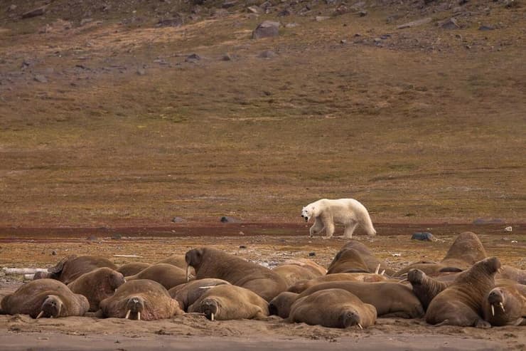 דוב קוטב בשפיצברגן (צילום: דקלה גבריאלי) דוב קוטב בשפיצברגן