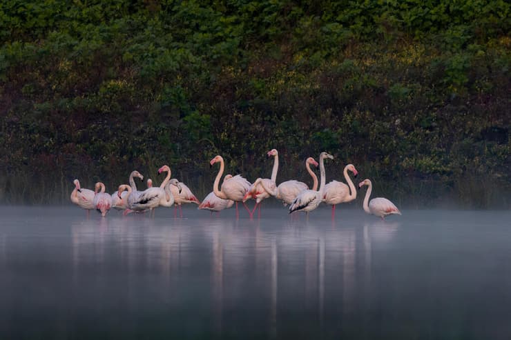 פלמינגו בעמק יזרעאל – תמונה המוצגת בתערוכת הקבע בבית החולים השיקומי בשיבא (צילום: דקלה גבריאלי) פלמינגו בעמק יזרעאל – תמונה המוצגת בתערוכת הקבע בבית החולים השיקומי בשיבא