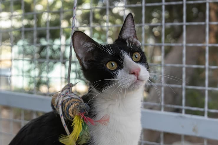 אפרסק (צילום: רבקה מזרחי) אפרסק