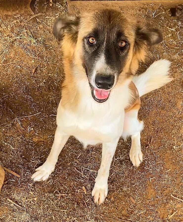 לוסי (צילום: עמותת חבר למען הכלבים) לוסי