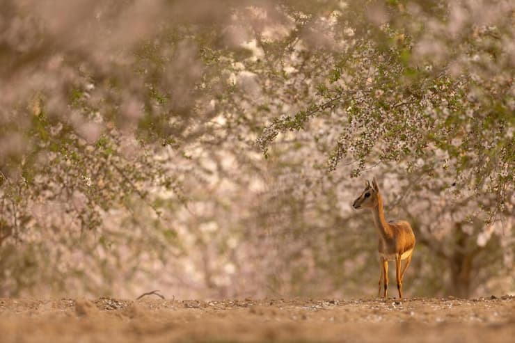 צבי במטע שקדיות (צילום: דקלה גבריאלי) צבי במטע שקדיות
