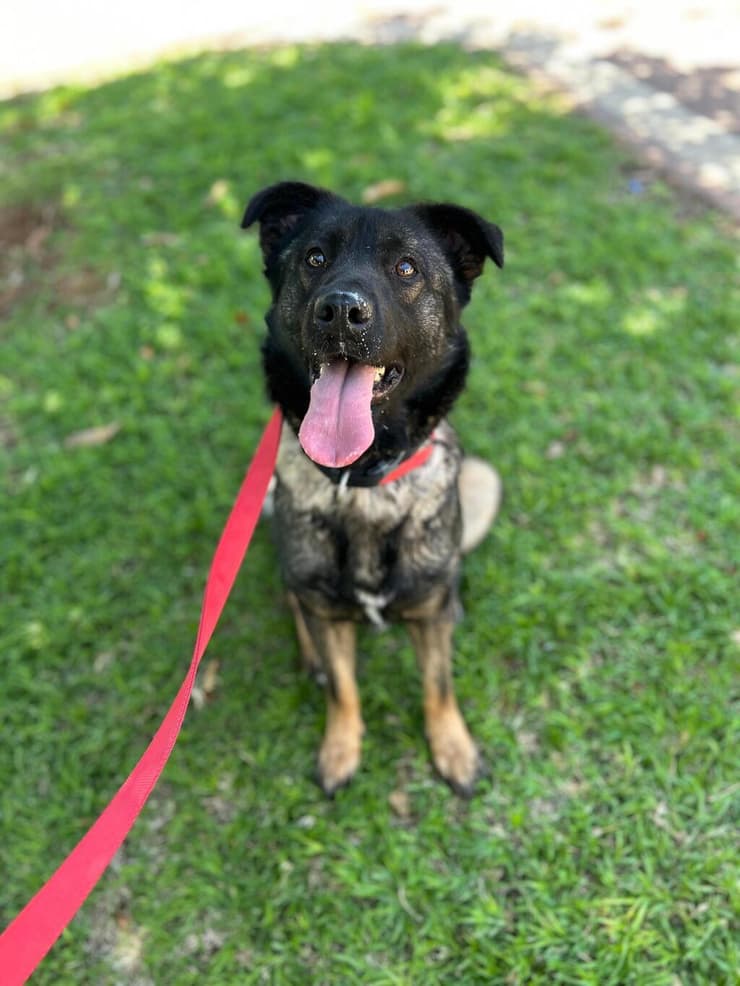 ליזי (צילום: שירות וטרינרי ראשון לציון) ליזי