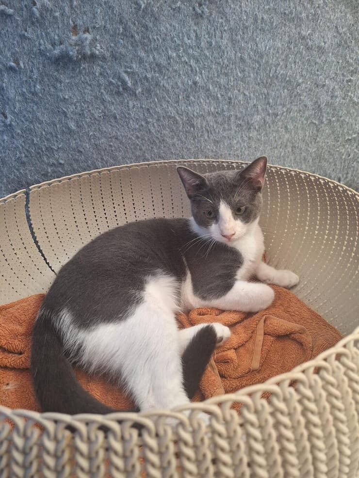 אוסקר (צילום: כפר סבא ורעננה אוהבות חיות) אוסקר