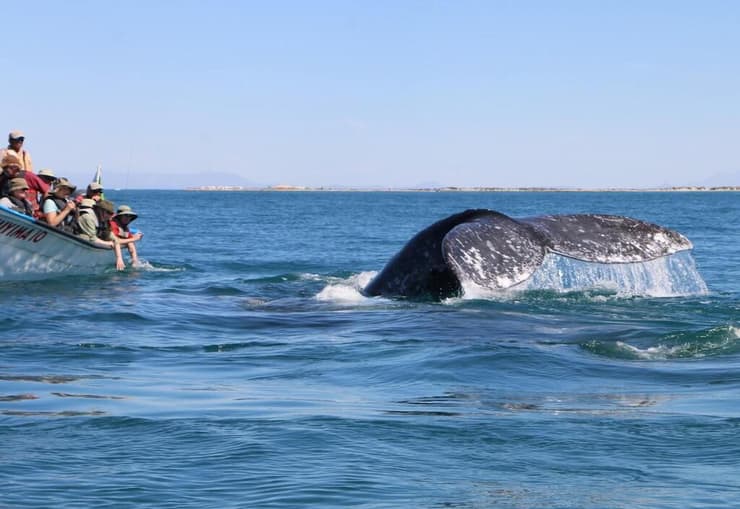 נקבת לווייתן אפור באנטארקטיקה