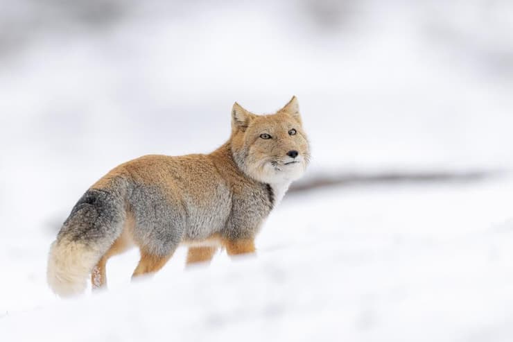 השועל הטיבטי (צילום: דקלה גבריאלי) השועל הטיבטי