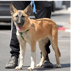 רוקי (צילום: צער בעלי חיים רמת גן והסביבה) רוקי