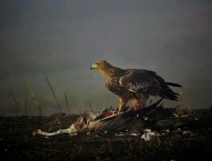 ציור של עיט אצילי עומד על פגר של עגור