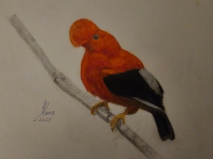 ציור של כרבולתן