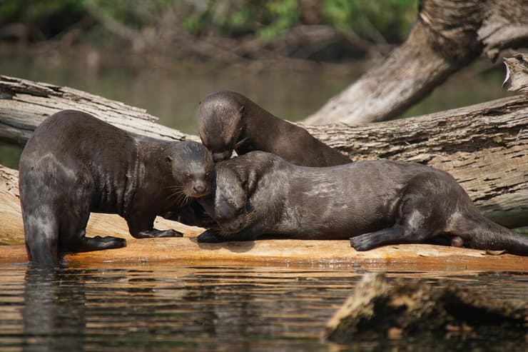 המחקר על לוטרות הענק נערך במשך 7 שנים