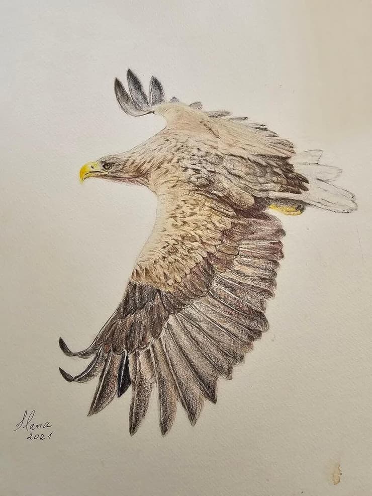 ציור של עיטם לבן-זנב