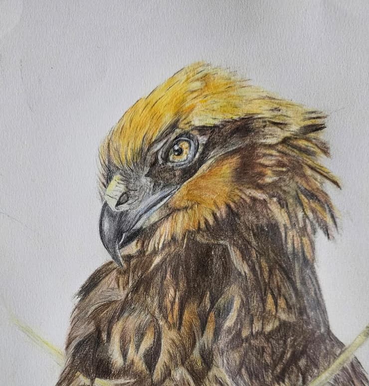 ציור של זרון סוף