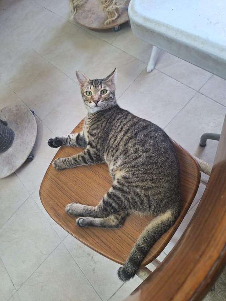 מייקל (צילום: כפר סבא ורעננה אוהבות חיות) מייקל