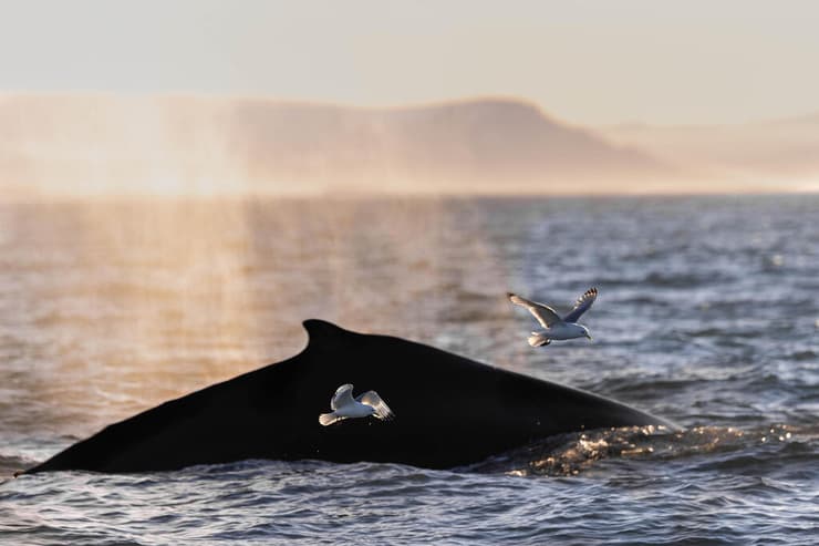 לווייתן גדול סנפיר בשפיצברגן (צילום: דקלה גבריאלי) לווייתן גדול סנפיר בשפיצברגן