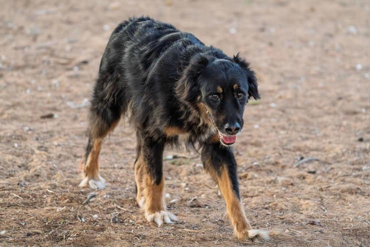דובי (צילום: רבקה מזרחי) דובי
