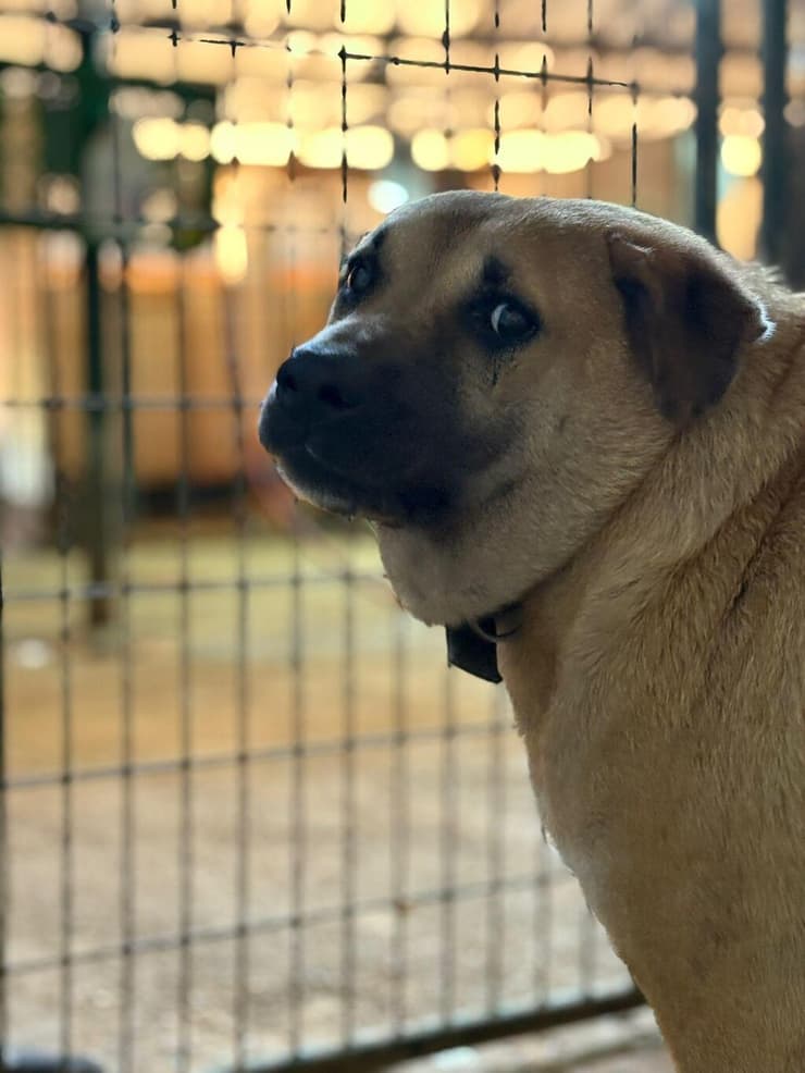 מוקה (צילום: הדר פרקש) מוקה