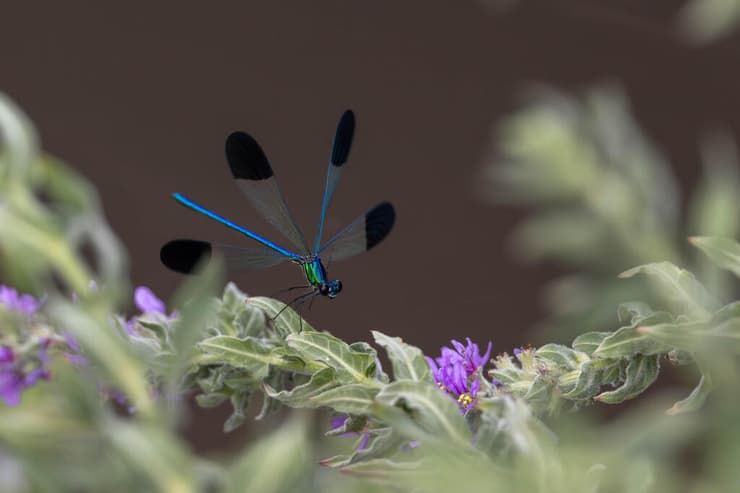 צילום שפיריות בארץ, מתוך פרויקט של צילום שפיריות (צילום: דקלה גבריאלי) צילום שפיריות בארץ, מתוך פרויקט של צילום שפיריות