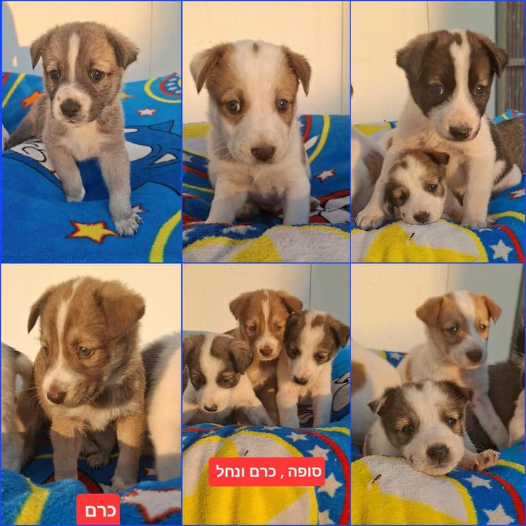 גורים (צילום: עמותת החיות ואנחנו) גורים