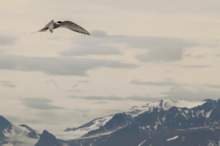 שחפית קוטב בשפיצברגן (צילום: דקלה גבריאלי) שחפית קוטב בשפיצברגן