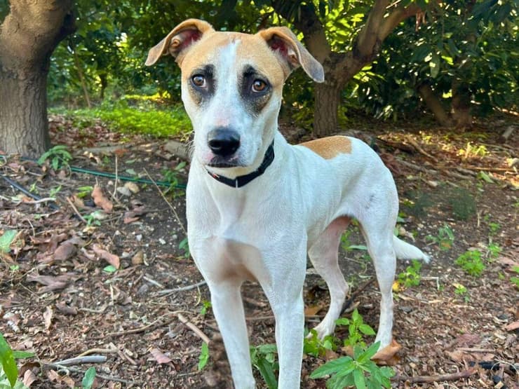 איה (צילום: עמותת כלבלאב) איה