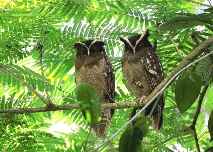 ינשוף מצויץ, קוסטה ריקה 