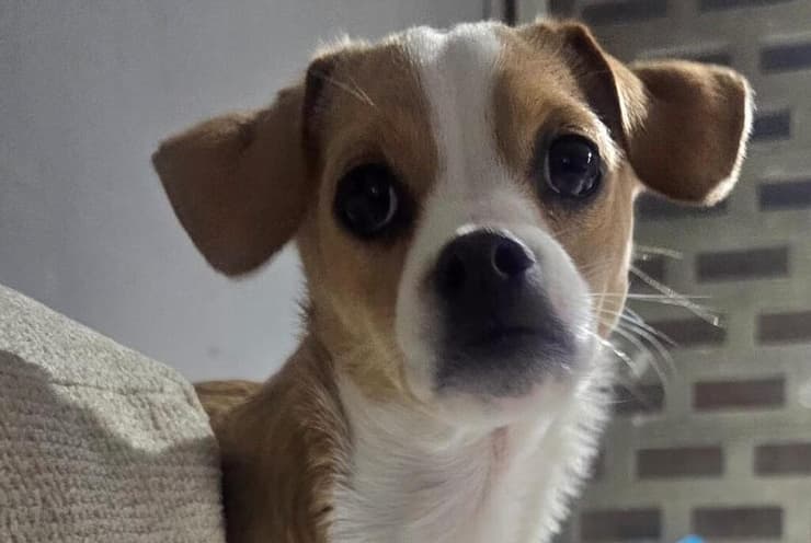 בייגל (צילום: עמותת S.O.S חיות) בייגל