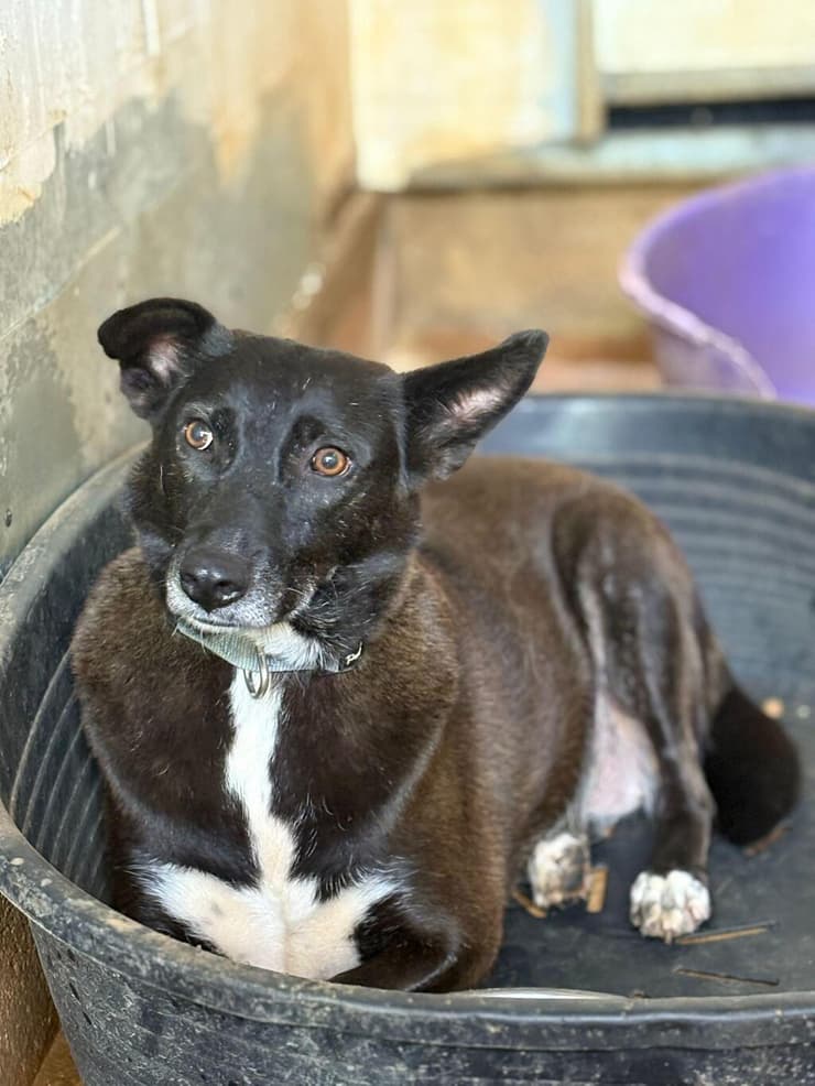 לילי (צילום: הדר פרקש) לילי