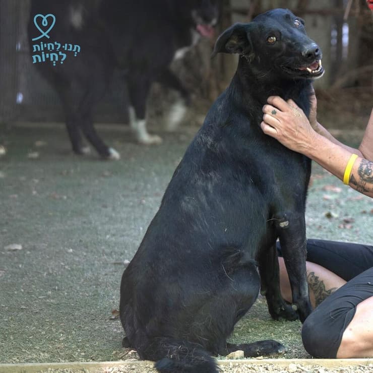לילה (צילום: תנו לחיות לחיות) לילה
