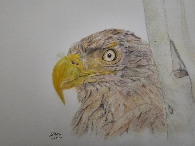 ציור של עיטם לבן-זנב