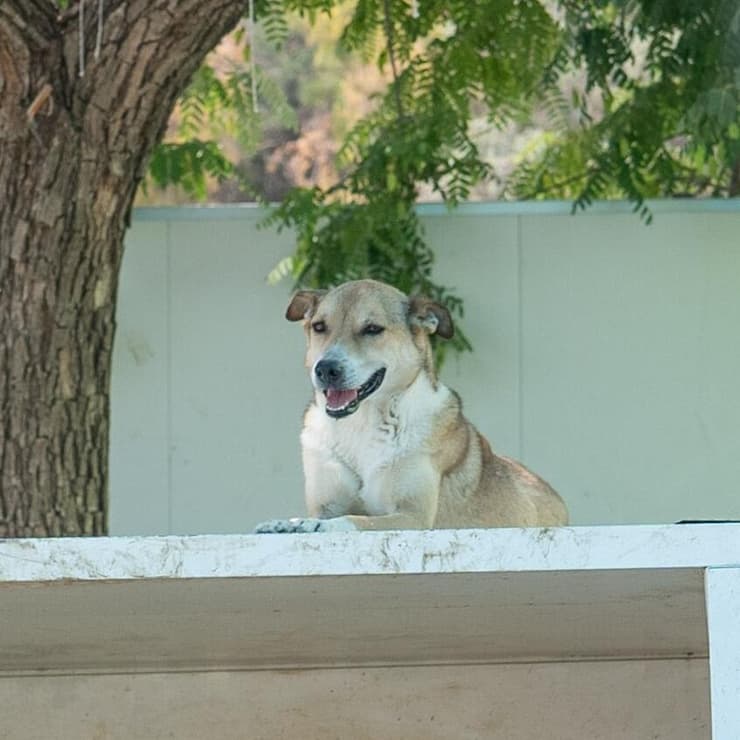 מילקי (צילום: תנו לחיות לחיות) מילקי