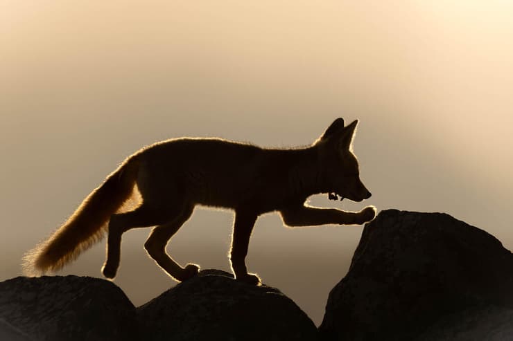שועל בתאורה אחורית ברמת הגולן (צילום: דקלה גבריאלי) שועל בתאורה אחורית ברמת הגולן