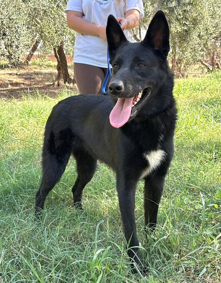 קלי (צילום: עמותת החיות ואנחנו) קלי